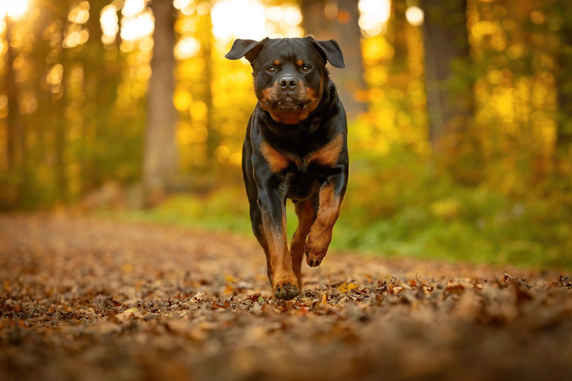 Autumn pet portrait with fall foliage